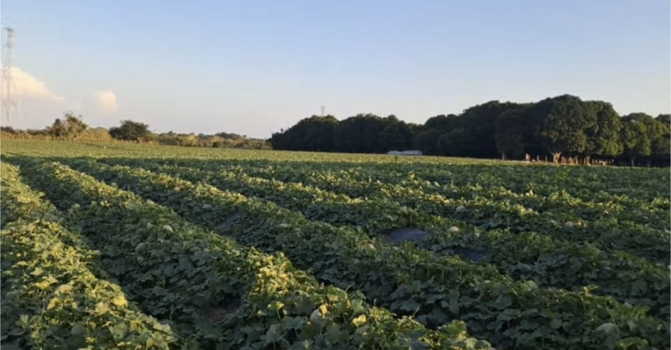 ¿FYFFES elude su responsabilidad? 