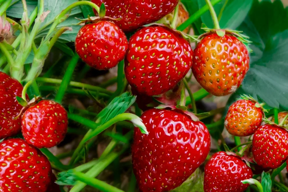 how-to-grow-strawberries-from-seed-2539934-01-73c138a5c3454c41b285a56c9807ad01.jpg