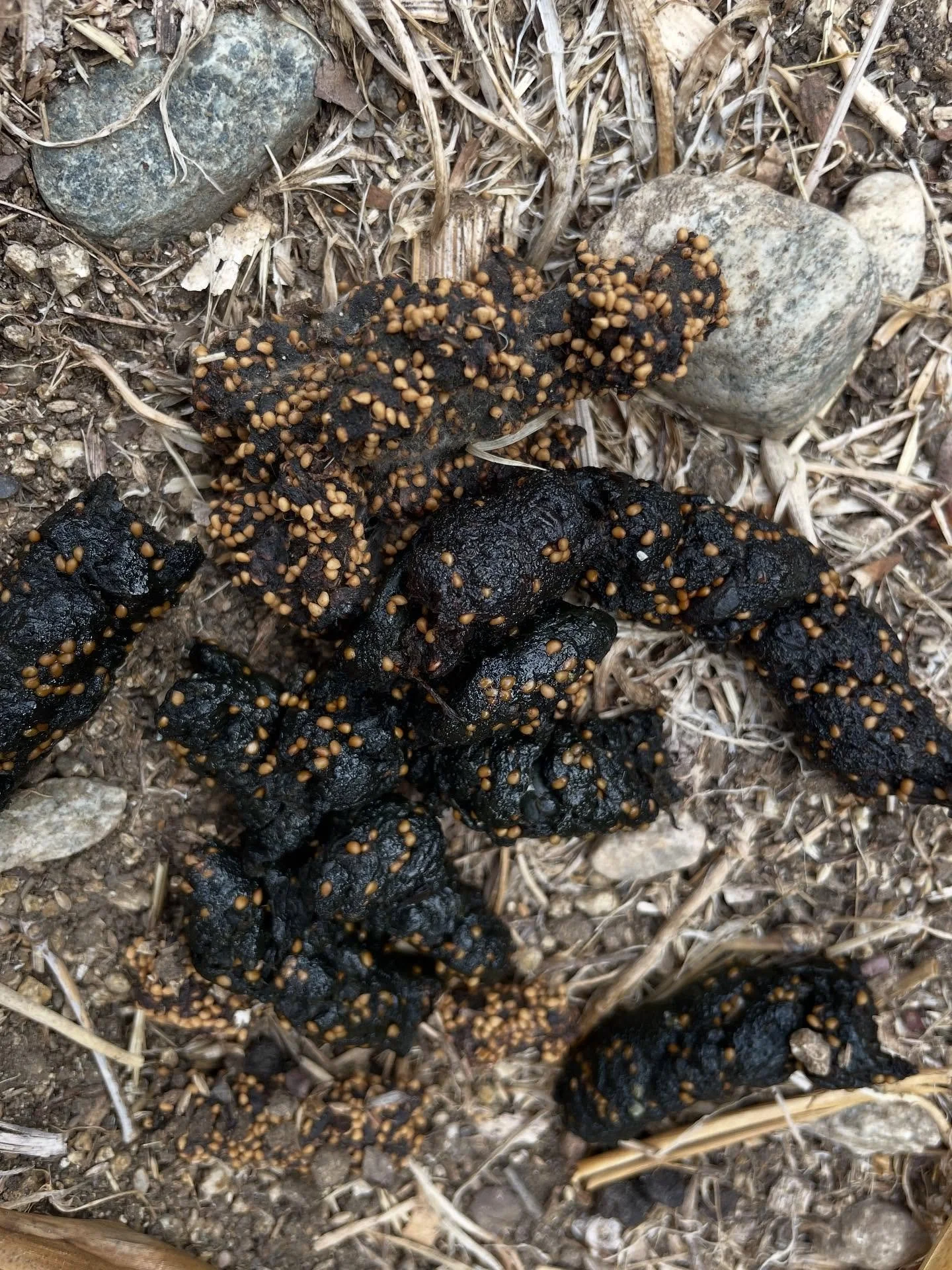 Found some coyote scat in our backyard today and couldn&rsquo;t help but marvel. At first glance it&rsquo;s&hellip; well, poop. But look closer and you see the seeds, the tiny pieces of life that will grow into new plants. It&rsquo;s a perfect remind