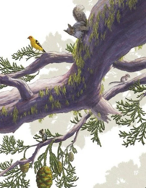 Pacific fishers are more than quiet forest residents. They play a role in keeping the forest healthy by controlling populations of small mammals. Every fisher is a vital part of the forest ecosystem. Fishers in the Forest is a chance to meet these fa