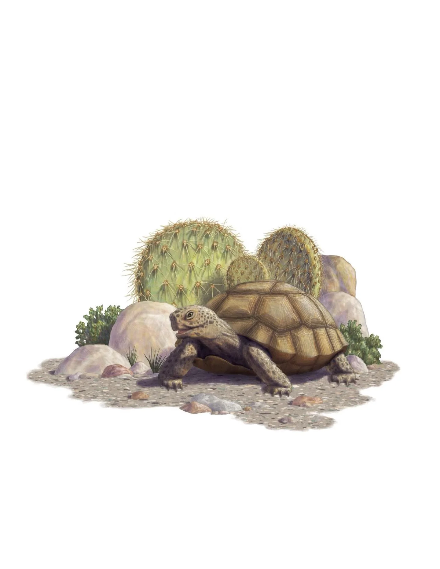 A small shell.

A wide desert.

A story that asks you to slow down and pay attention. Book #4 is getting close.

#bringingnationalparkstolife #nicoauthors #tortoisesonthetrail #joshuatreenationalpark