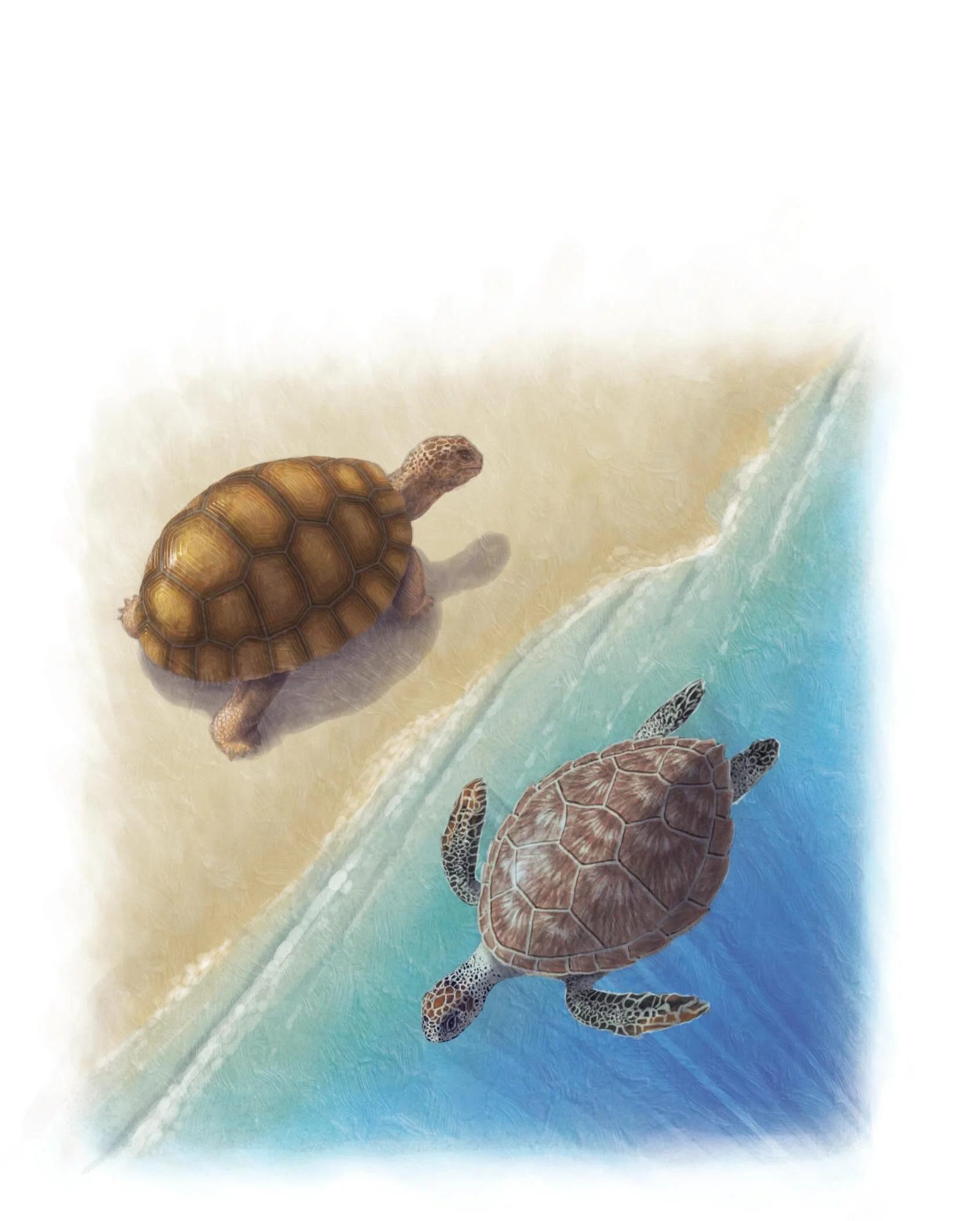 Today is #worldturtleday consider donating to @deserttortoisecouncil they do important work for these special creatures!

#tortoises #tortoisesofinstagram #turtles #deserttortoise