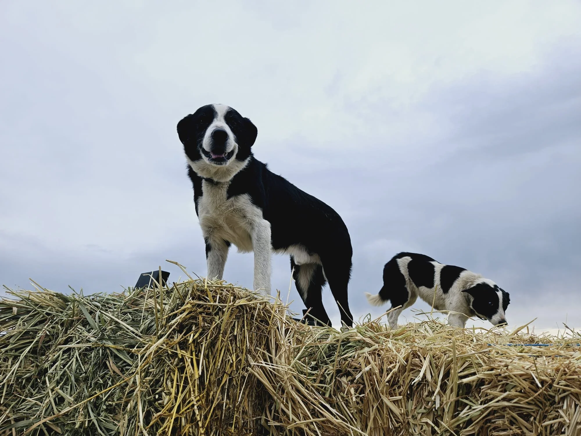 Two black and white dogs on a pile of hay outdoors under a cloudy sky.