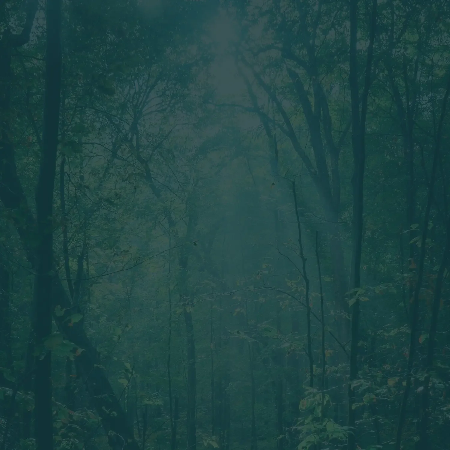 A misty forest with tall trees and dense foliage, creating a mysterious and tranquil atmosphere.