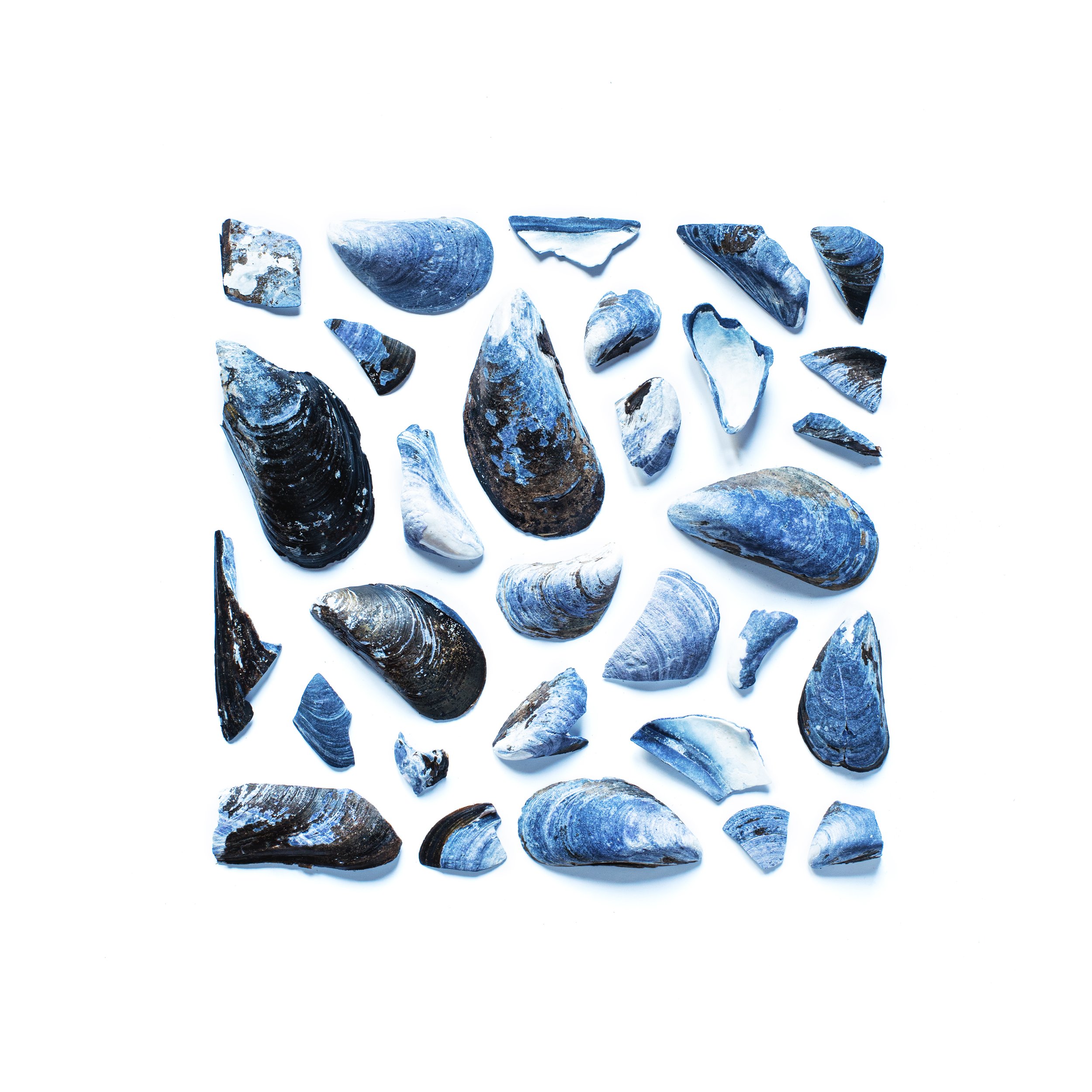 71-shells-print.jpg