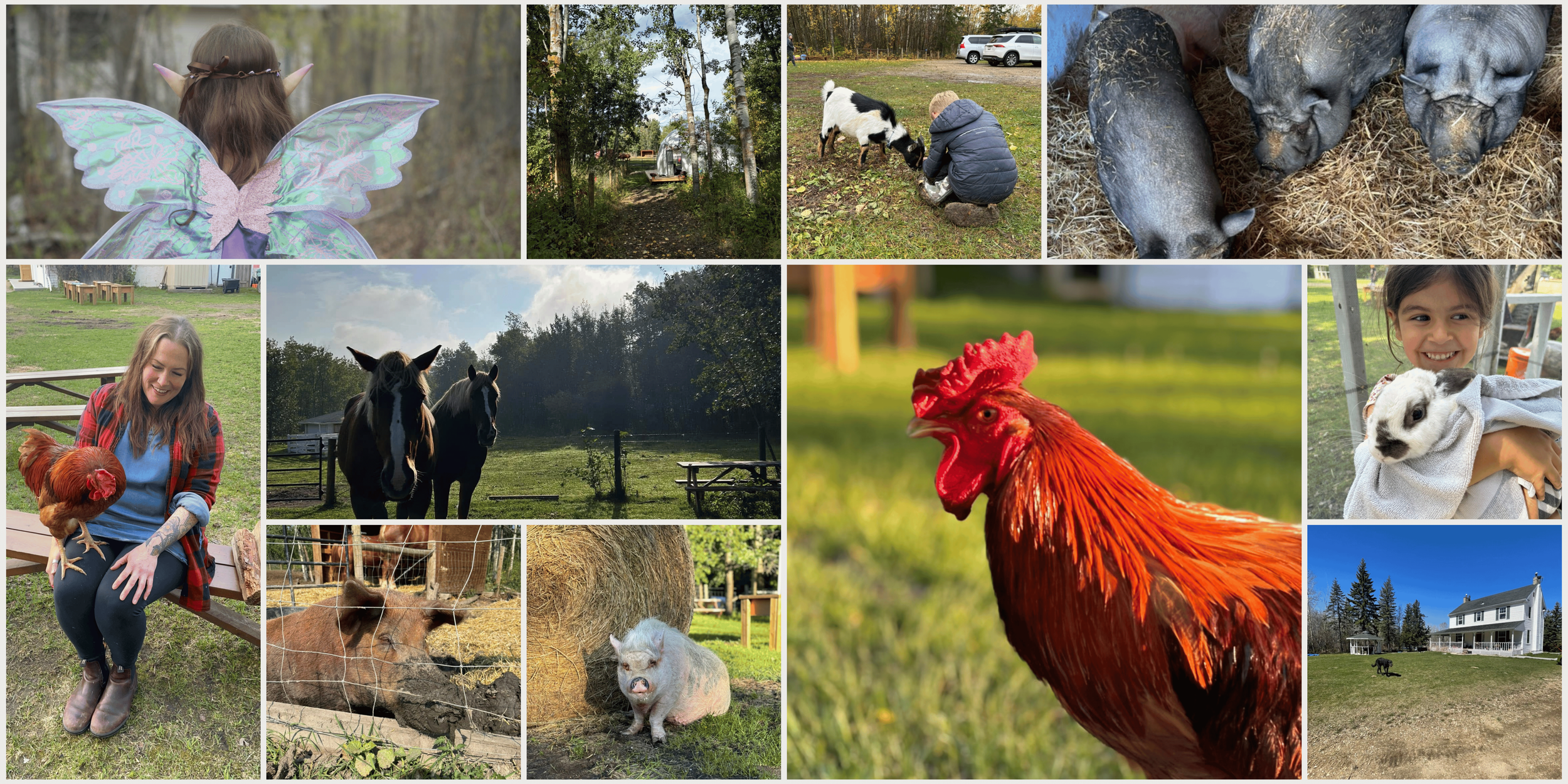 Animals and natural spaces at The Sacred Woods Care Farm in Edmonton, home of Wings & Wonderlings nature-based summer camps for children.