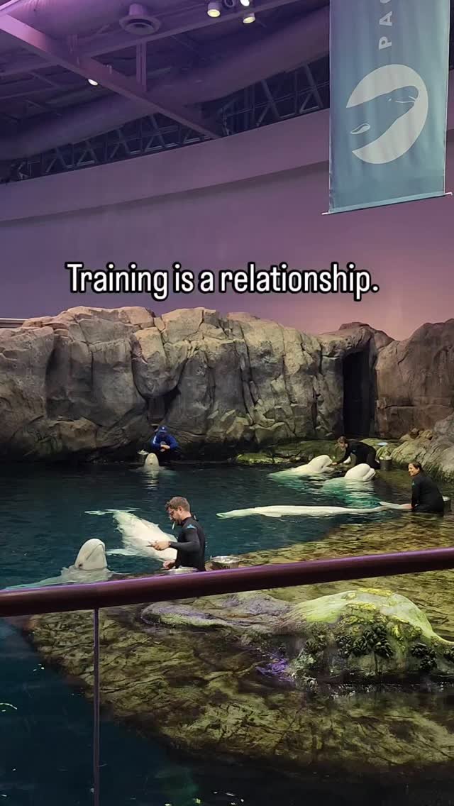 β¨ Yesterday I had the absolute joy of watching a beluga whale training session at the Shedd Aquarium. π The beauty of it all—stationing, targeting, husbandry behaviors for wellness checks and blood draws—done with trust, not force. π No