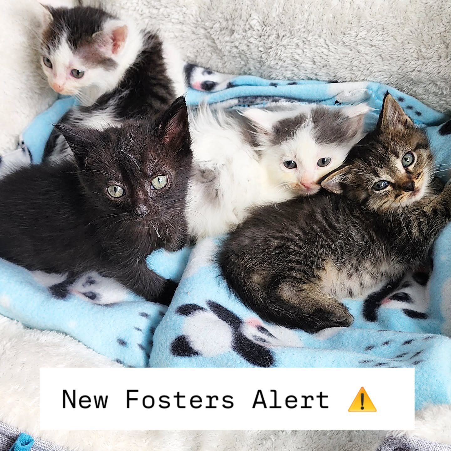 These babies are celebrating their independence from shelter life today β€οΈ π
#independenceday #fourthofjuly #FosteringSavesLives #fosterkittens #kittensofinstagram #babykitten #cutenessoverload #4onthe4th