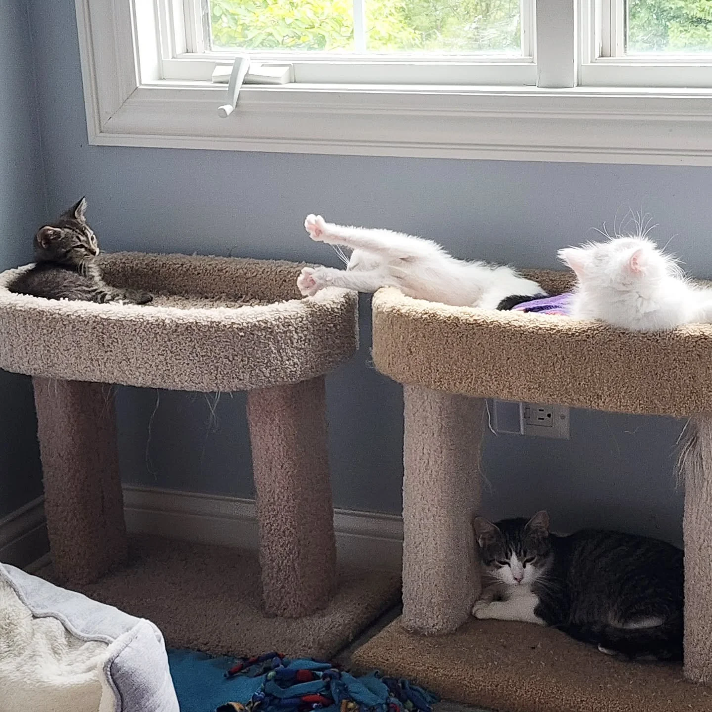 The morning after an all-night rager π΄
#sleepykitty #happykitty #partylikearockstar #fosterkittens
