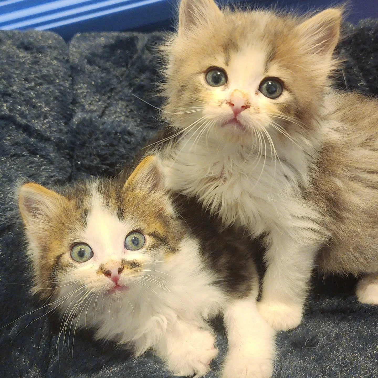 I don't know if you are ready for the next cuteness storm that's rolling in... the Pick 6 litter has arrived! Stay tuned for name announcements!
#FosteringSavesLives #fosterkittens #cutenessoverload #kittensofinstagram