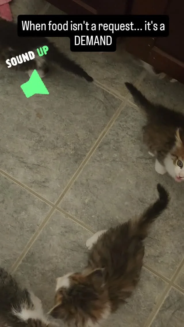 SOUND ON: I don't think my kitten restaurant is getting a 5 star review tonight... βοΈ
#kittensofinstagram #kittenlife #hungrykittens #feedmehuman #fosterkittens #tinybutmighty #funnycats #catsoftiktok #cutepets #petreels #viralreel #reelsoftheday #a