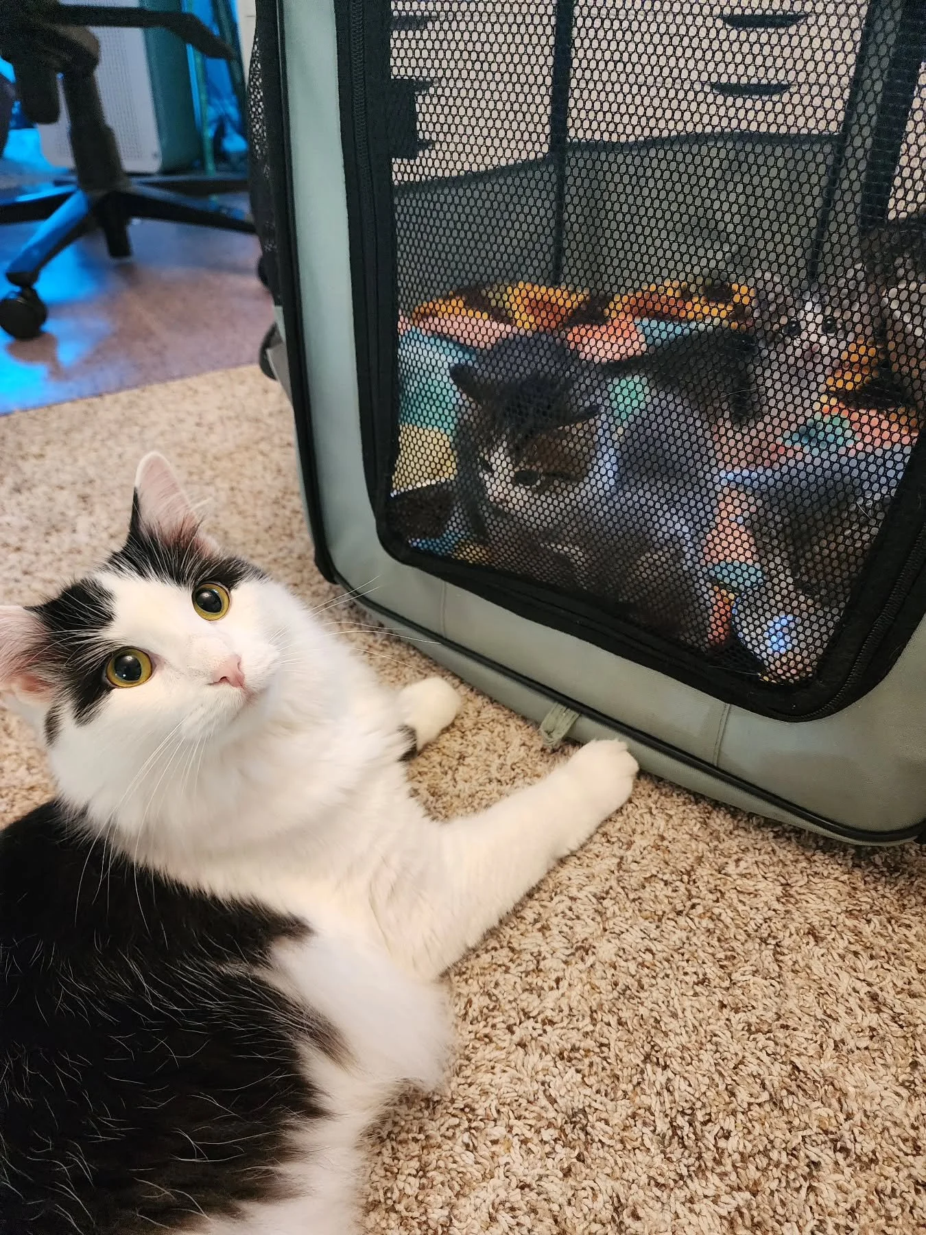 Uncle Dawson on babysitting duty yet again!
#FosterLife #fosterkittens #kittensofinstagram #CatsofInstagram