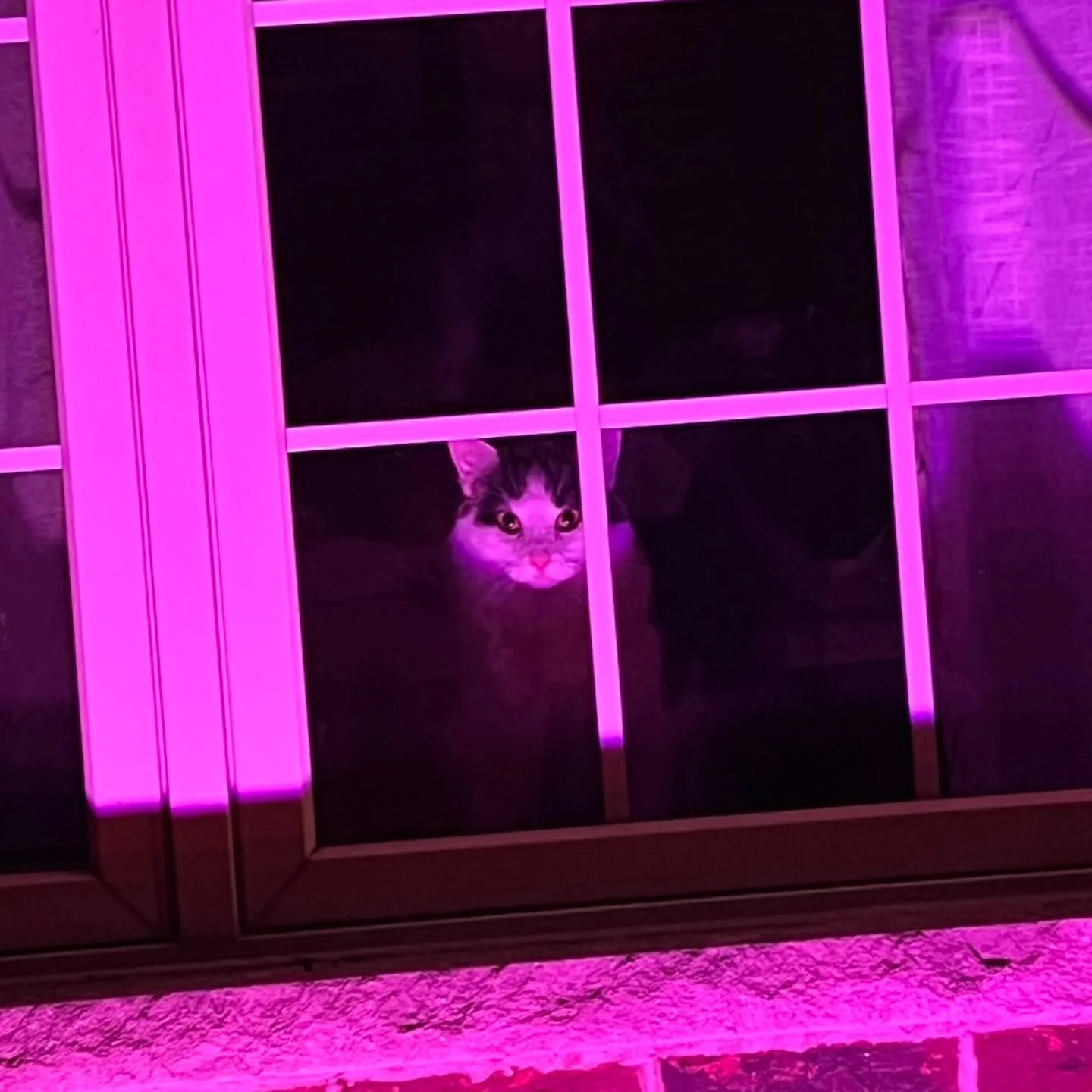 Dawson here to remind you it's #nationalcatday , and that he's always watching 👀.... so you better treat those kitties right! 😼
#NationalCatDay #CatDay #CatsOfInstagram #CatMom #CatDad #CatLover #CatLife #CatFam #CatCommunity #RescueCat #ShelterCa