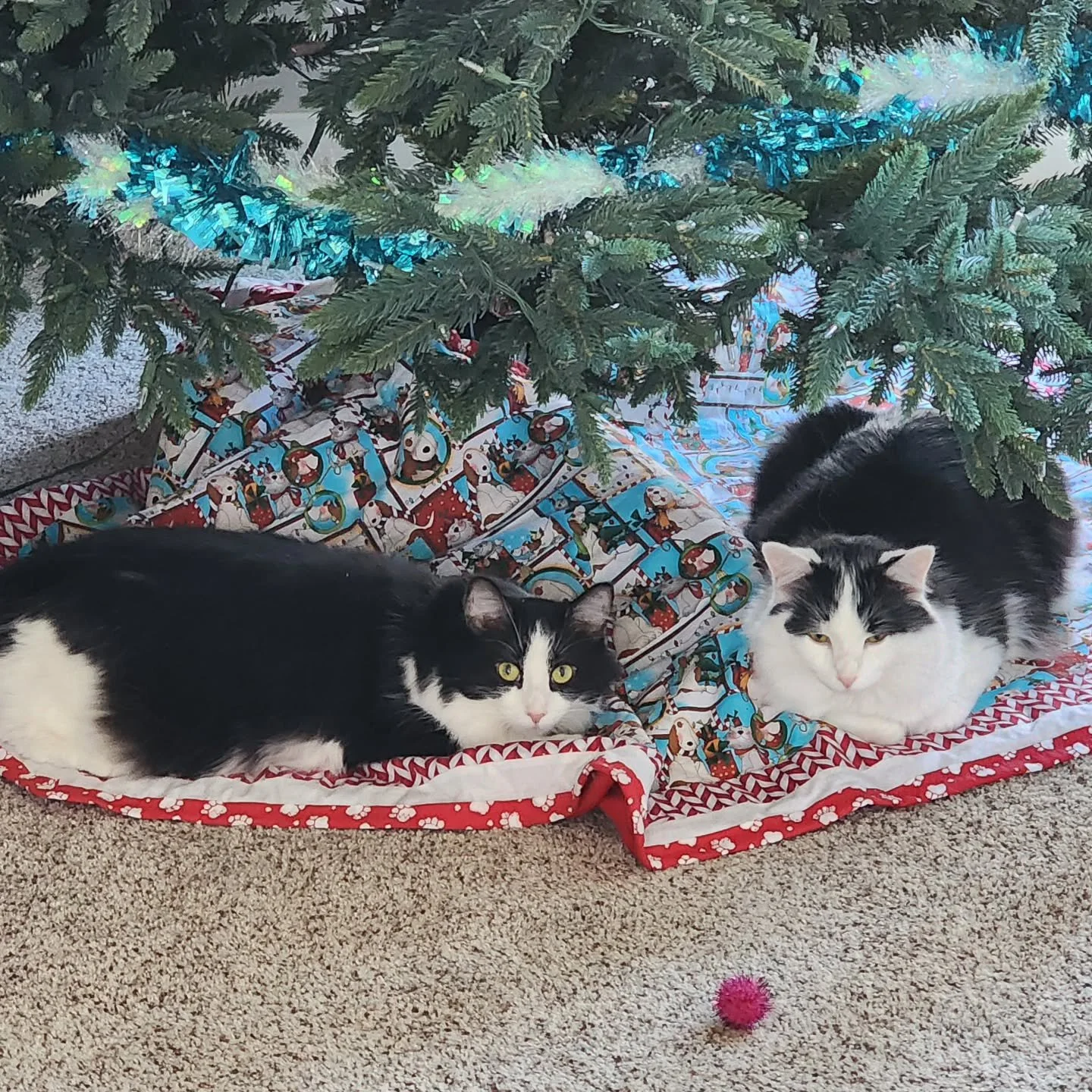 My little elves are ready to trim the tree... or knock it over. They haven't decided yet 🫠🎄

#littlehelpers #catsandchristmas #holidaydecor #trimthetree