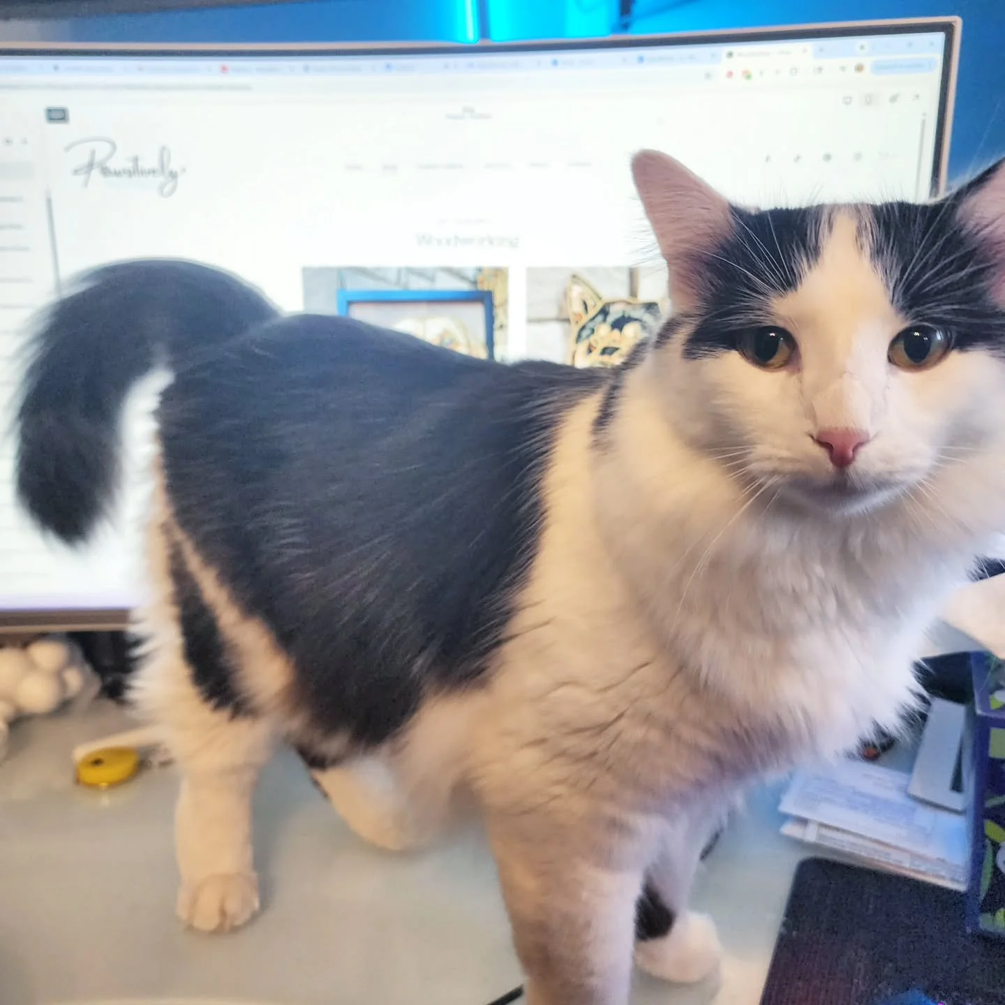 In case you were wondering why it takes me so long to update my website... 😼

#betterdoorthanawindow #CatsofInstagram #funnycats #felinehelper #dawsonthecat