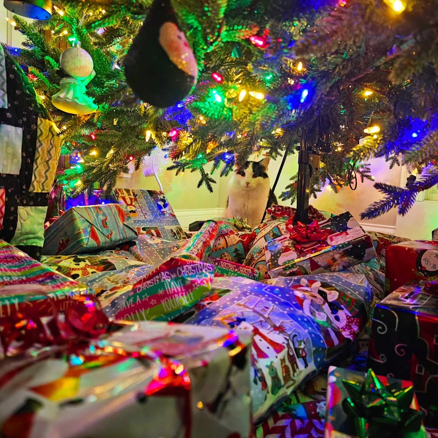 Someone has already claimed his spot for the stakeout tonight... 🐈&zwj;⬛🎅🎄🎁

Who else has a furry little elf on duty under their tree? 😂👇

#CatUnderTheTree #WaitingForSanta #SantaPaws #ChristmasCat #MeowyChristmas #PetChristmas #HolidayPets #Fe