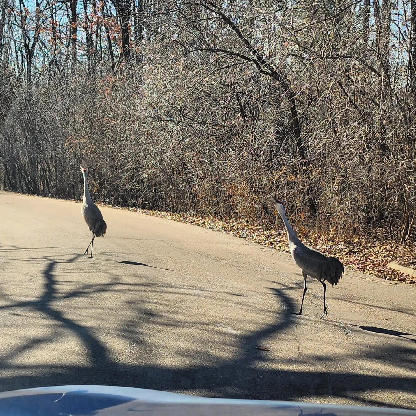 As I was patiently waiting for these two cranes to take their time crossing the street, they had the nerve to start honking at me! So of course I had to take out my phone and record in case they were about to throw beaks 🐦😅

#sandhillcranes #roadcr