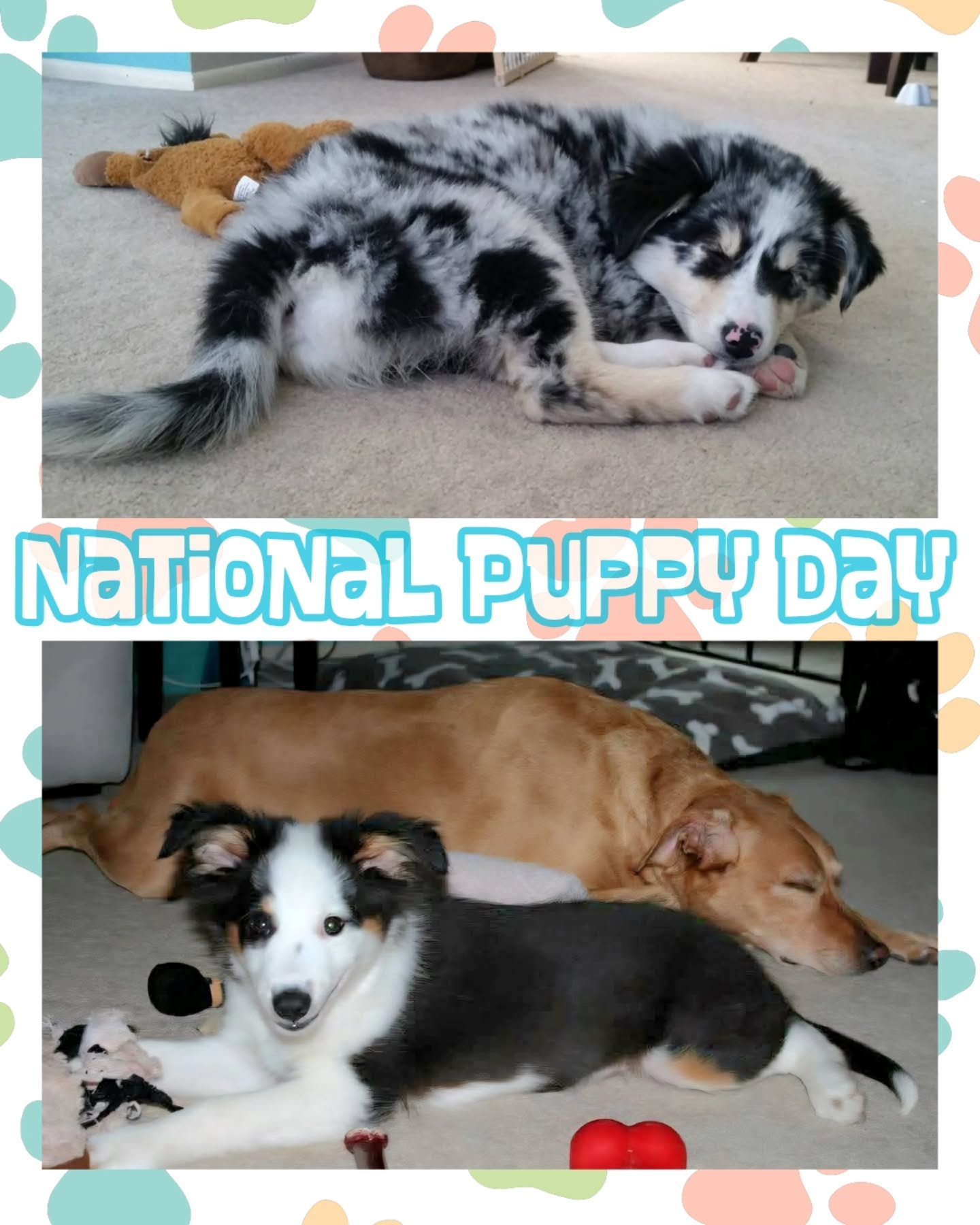 No matter how big they get&hellip; or how many gray hairs sneak in&hellip; they&rsquo;ll always be my babies 🐾💛

Happy National Puppy Day to the ones who stole our hearts, our beds, and probably a few socks along the way. Here&rsquo;s to the chaos,