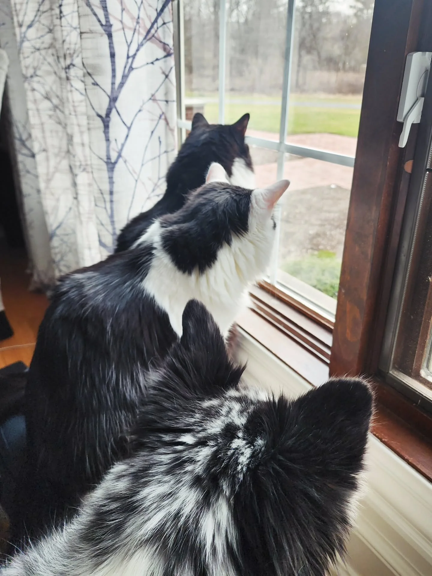 All ears on deck... There is something very interesting happening outside this widow that I can't see and I feel very left out 😪 so instead I'll just watch them watching 😍

#windowclub #catsanddogs #whatssointeresting #furbabies #pettv