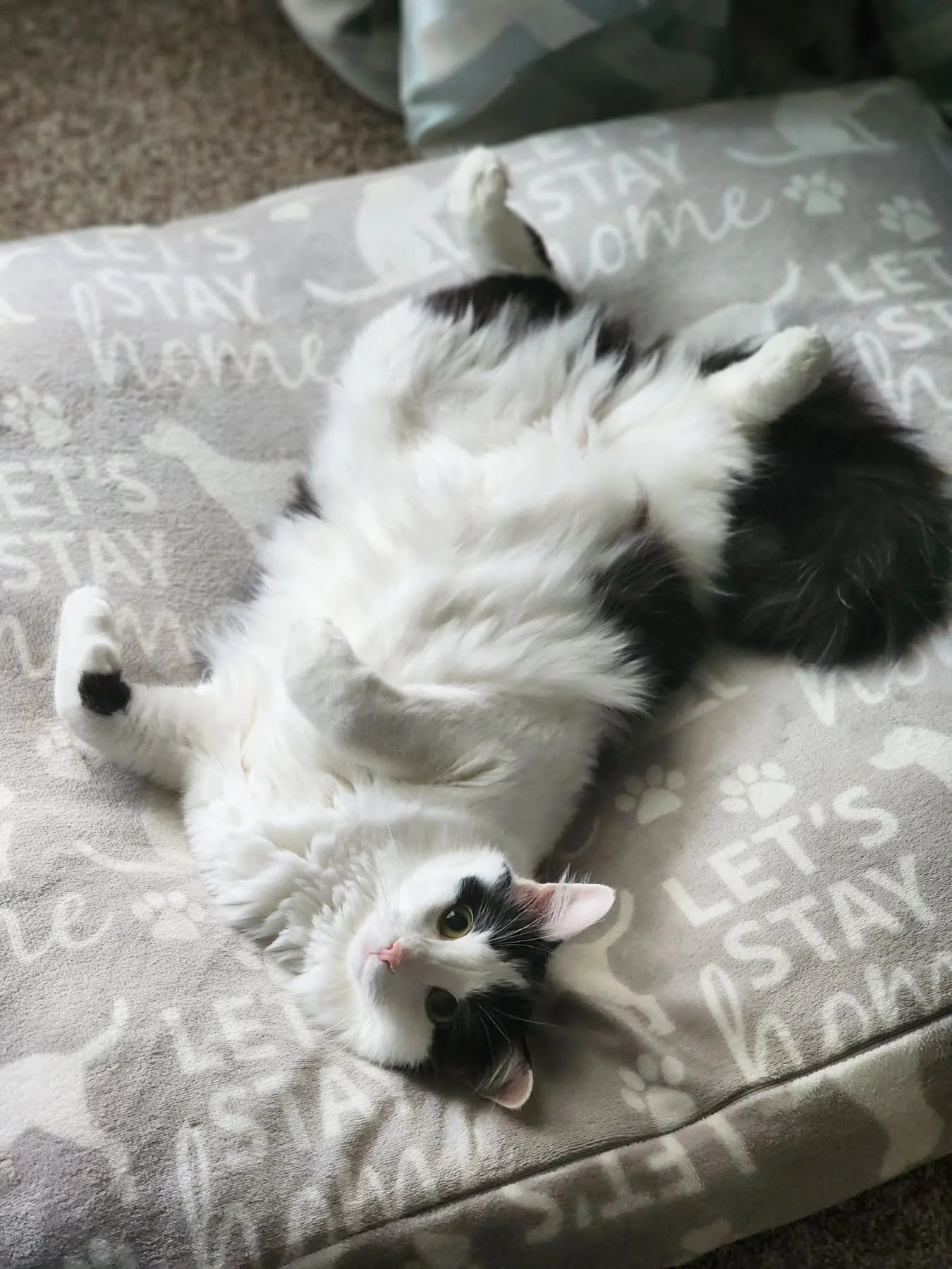 Dawson discovered the comfyness of dog beds and now my whole day is thrown out the window to stare at his adorableness 😻

Happy #Caturday