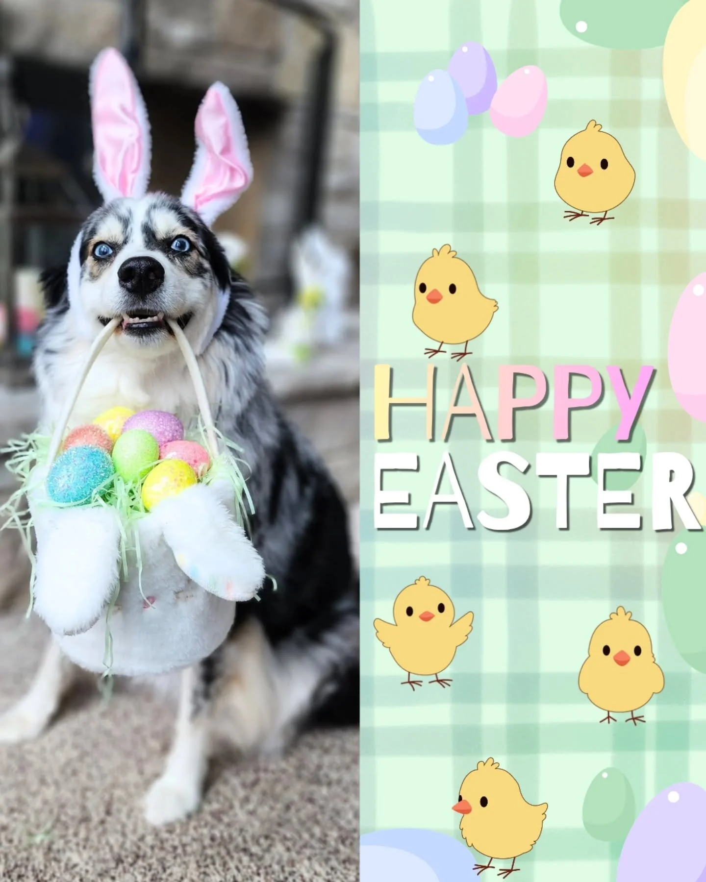 From Bunny River and all our crew, here's to a very Happy Easter to you! 🐣🐰

#happyeaster🐰 #bunnydog #BunnyImposters #dogsofinstagram