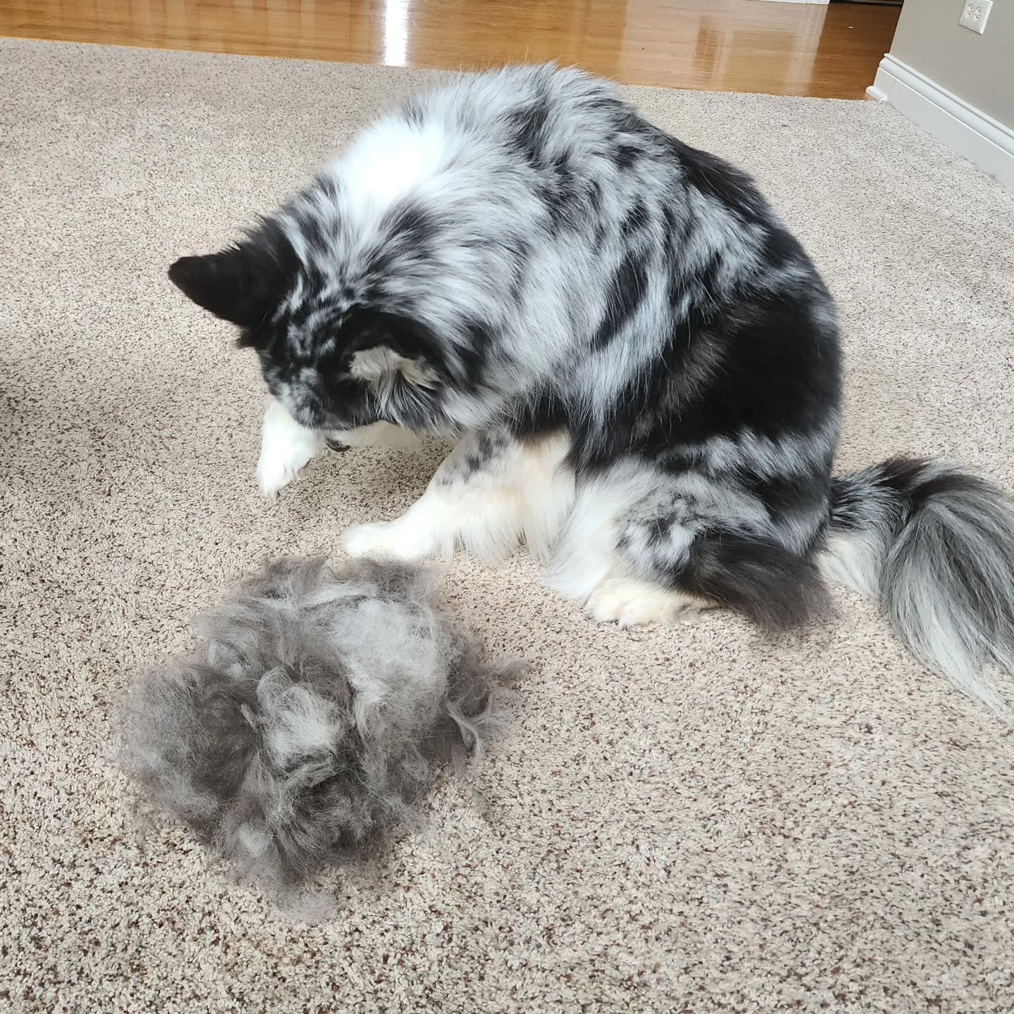 "I can't believe all that came out of just one side, mama!" 🫣

Its ok little River, there's plenty more where that came from! 😅

#shedding season #aussiehusky #dogmomlife