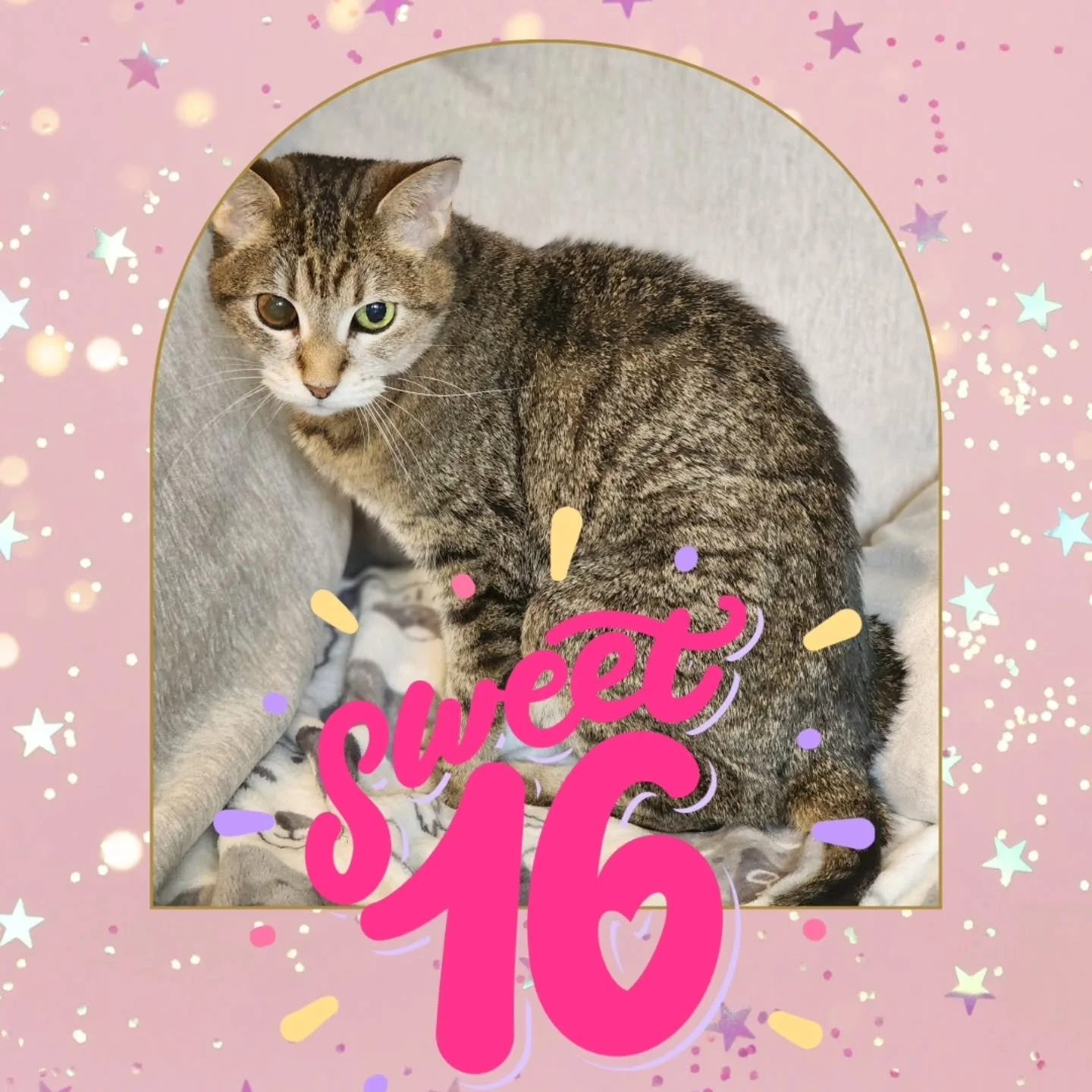 This Cinco de Meow-o we are celebrating a very special Sweet 16th Birthday. 🎂

Four months ago we thought we were about to lose our sweet Kerrigan. An unfortunate vet diagnosis told us her eye issue was most likely cancer and we should prepare to sa