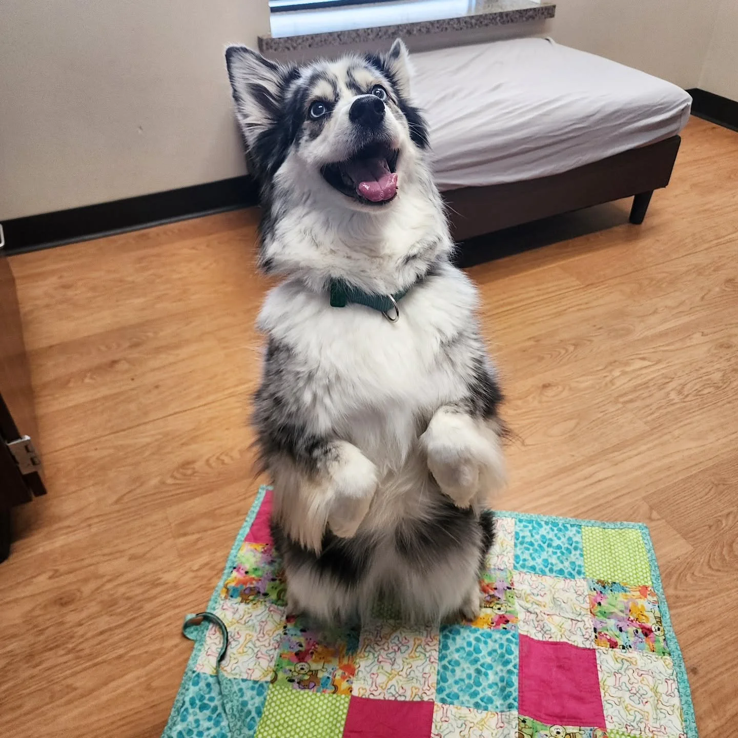 Not every dog feels instantly comfortable in new places &mdash; and that&rsquo;s okay 💛

River can be a little nervous outside of home, so we help set her up for success by practicing some of her favorite behaviors, bringing along her special mat (h