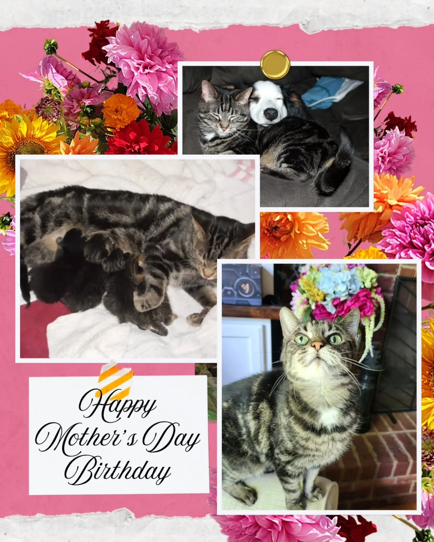 Every Mother's Day for the past 16 years, we take a moment to celebrate Mama Mia, who came into our lives as a stray with her 4 babies. She was such a fantastic mother that after we found homes for 2 of her babies, we decided to become foster failure