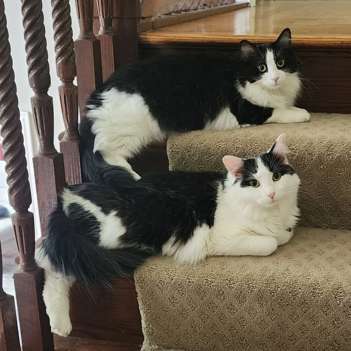 Synchronized siblings 😻 Its own art form. 

#tuxedocatclub