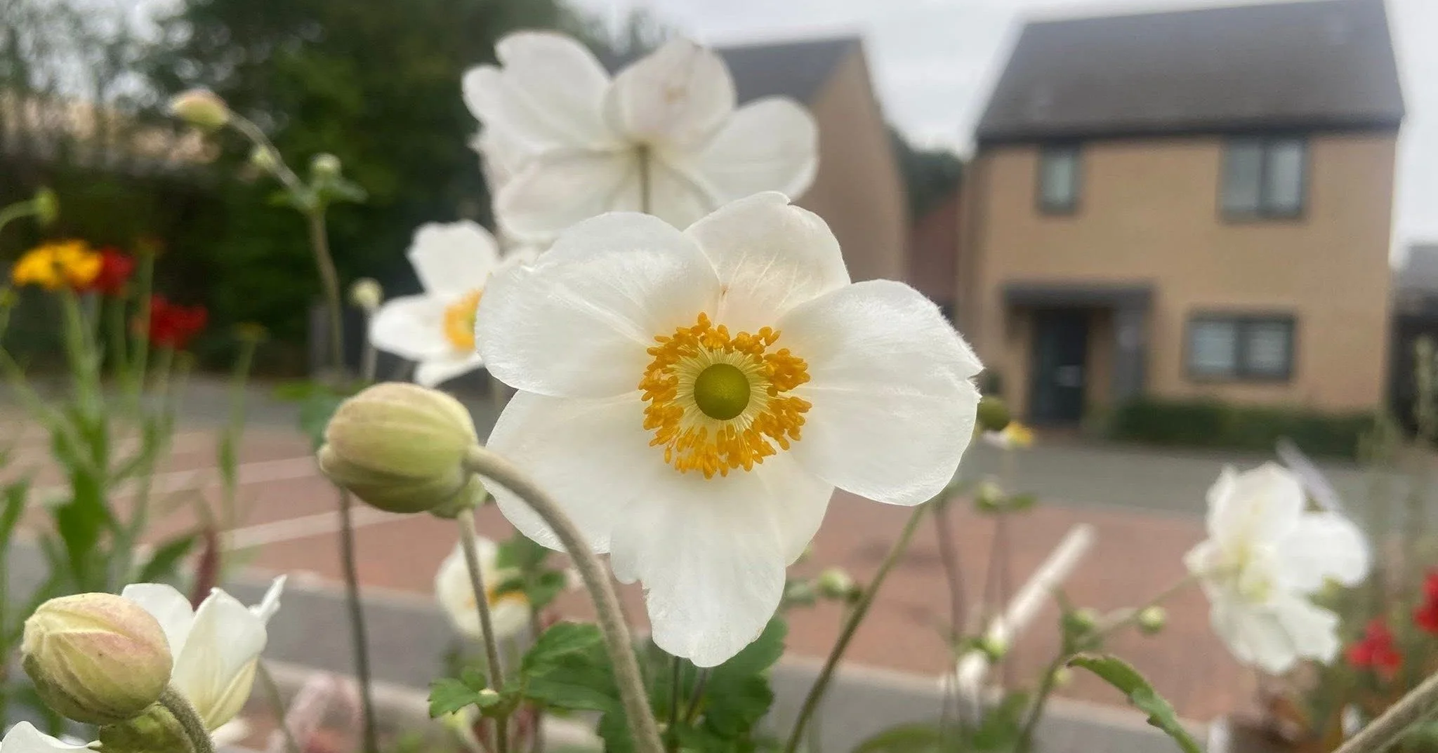 Saturday Market at Gusto House Collingham
Join us every Saturday for our vibrant Saturday Market at Gusto House, Collingham! 

📆 Every Saturday 
🕐 8AM - 1PM
 📌Gusto House, Collingham

Organised by @nathan.willows Fresh Produce, with fantastic loca