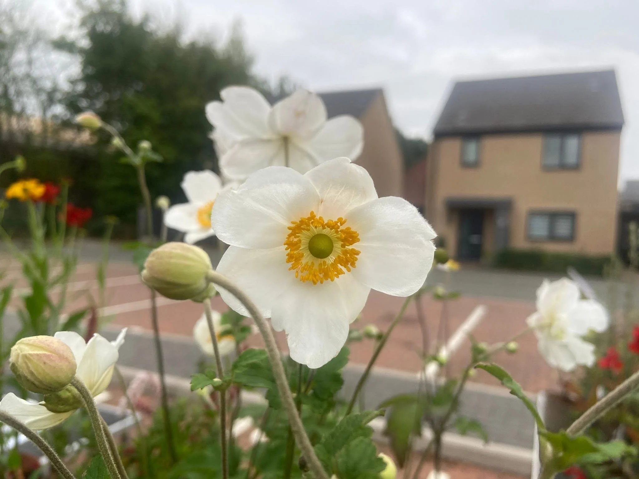 Saturdays at Gusto House: Collingham Pop Up Market