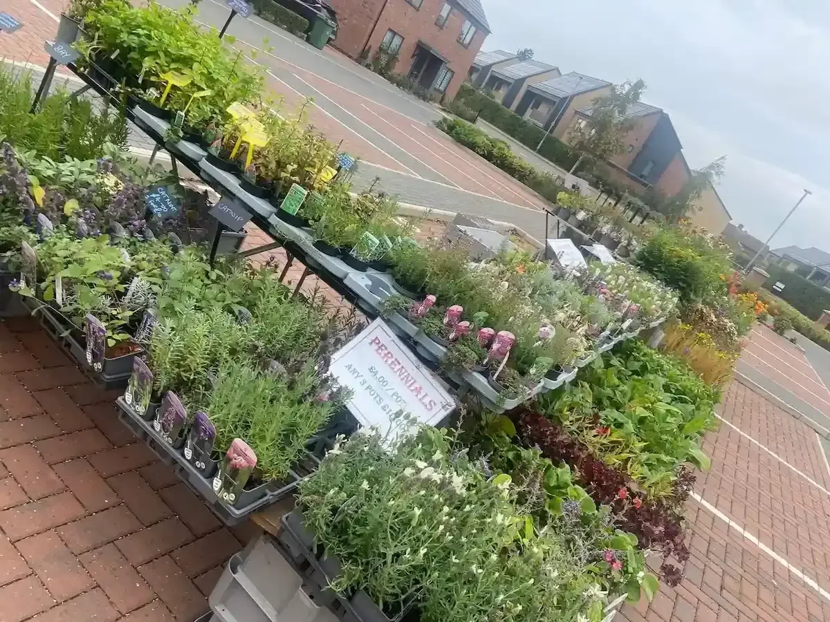A large selection of flowers at a market in the Gusto House car park
