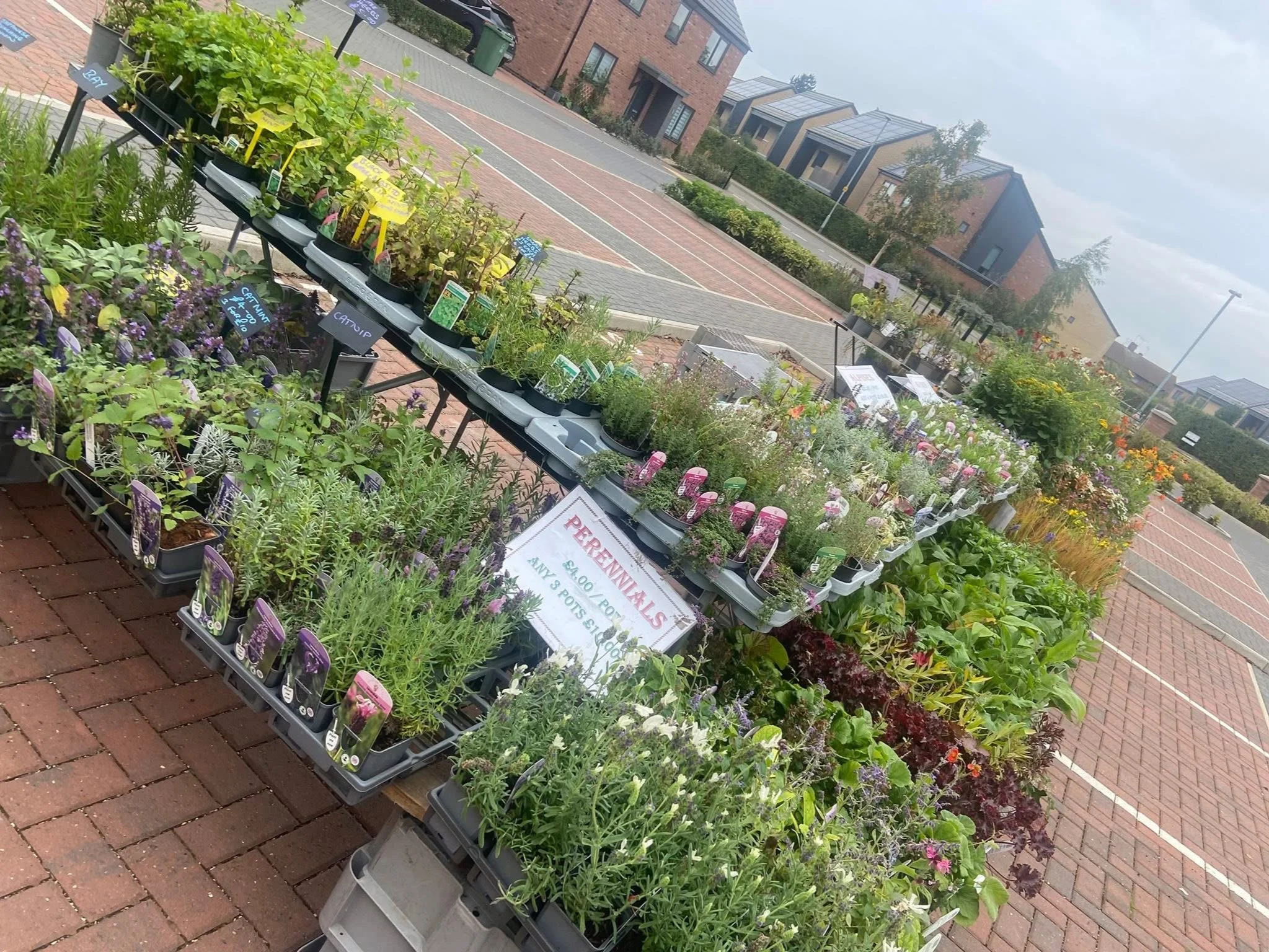 A selection of plants in a carpark on a stall in a popup market