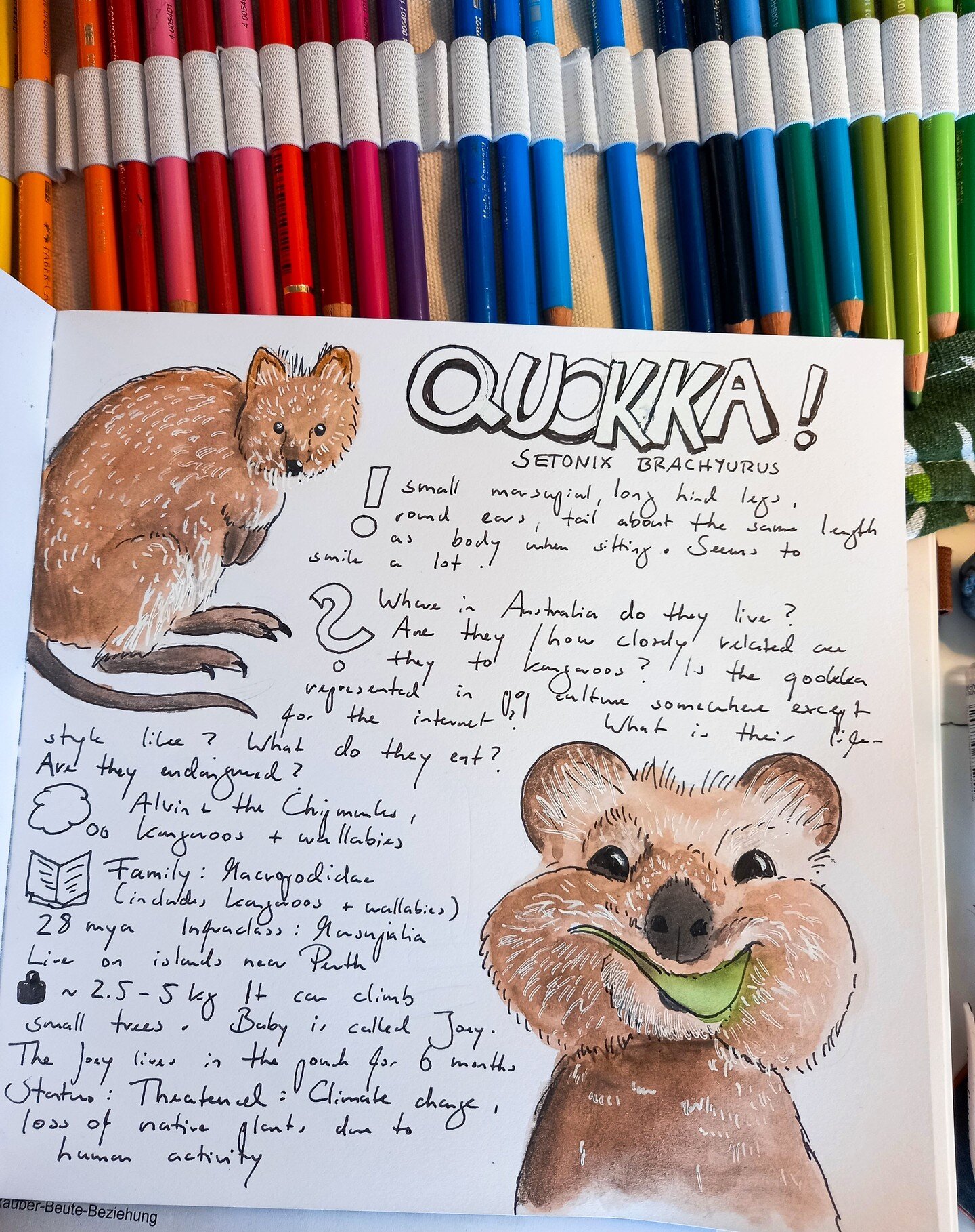 Shae from the Daily Creating Group recently pointed out the quokka to me and since I wanted to journal an animal from Australia for the prompt calendar I made for my nature journal club, the quokka immediately came to mind! 🤩

@marburg.naturejournal