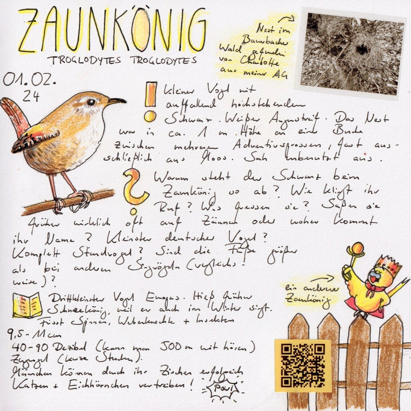 I tried something new and included a printed out QR code to include the bird song of the Eurasian wren. :) 

This species is called Zaunk&ouml;nig in German, litereally &quot;fence king&quot;, that's why journal sidekick Billabong is channeling his i