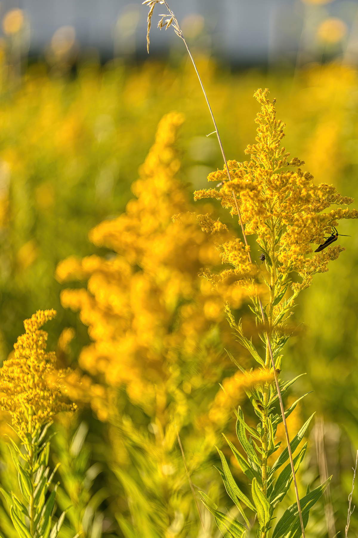 Assorted watercolor illustrations of flowers, landscapes, and gardens.