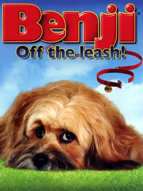 Benji off leash.jpeg