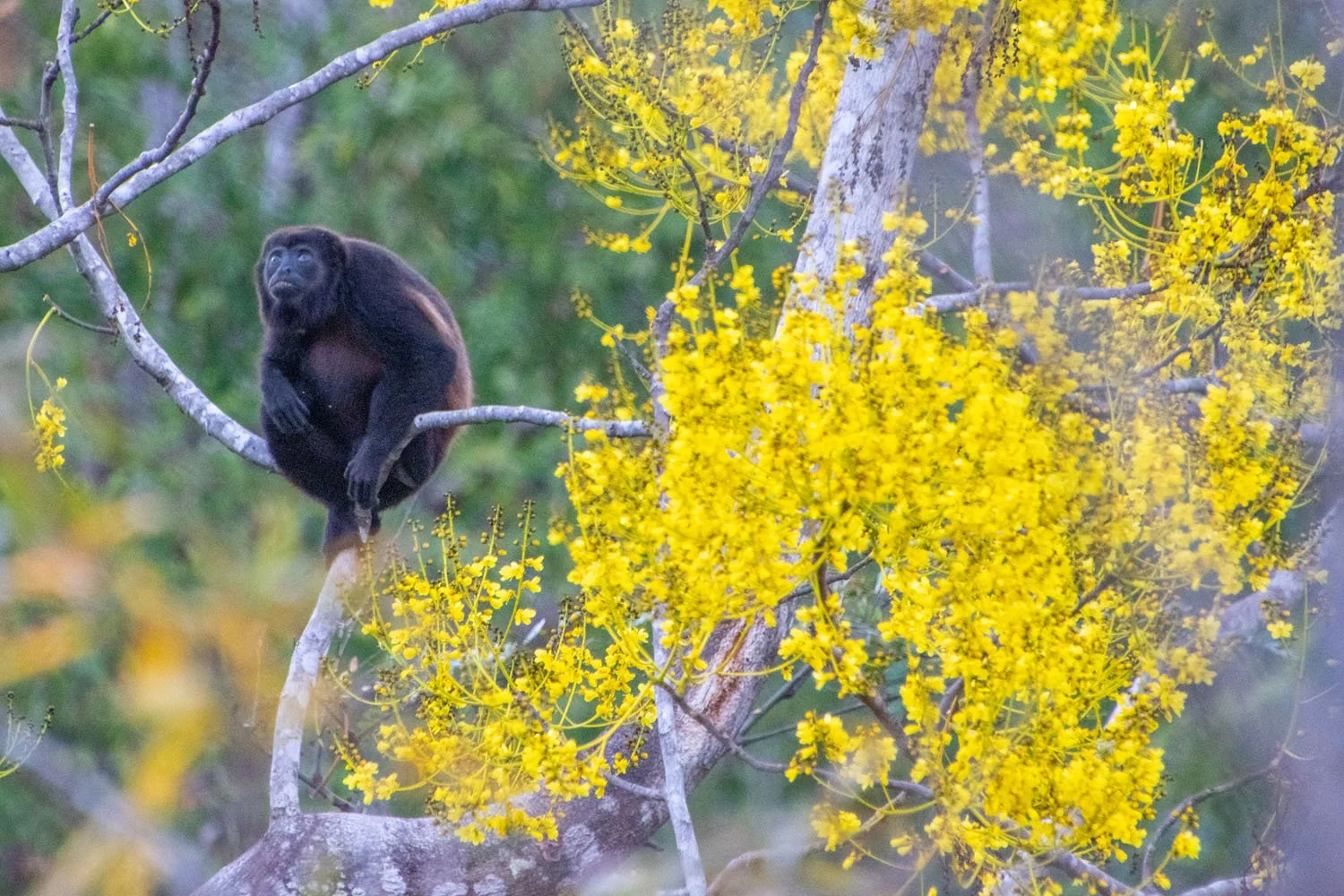 Troupes of Howlers pass through the canopy