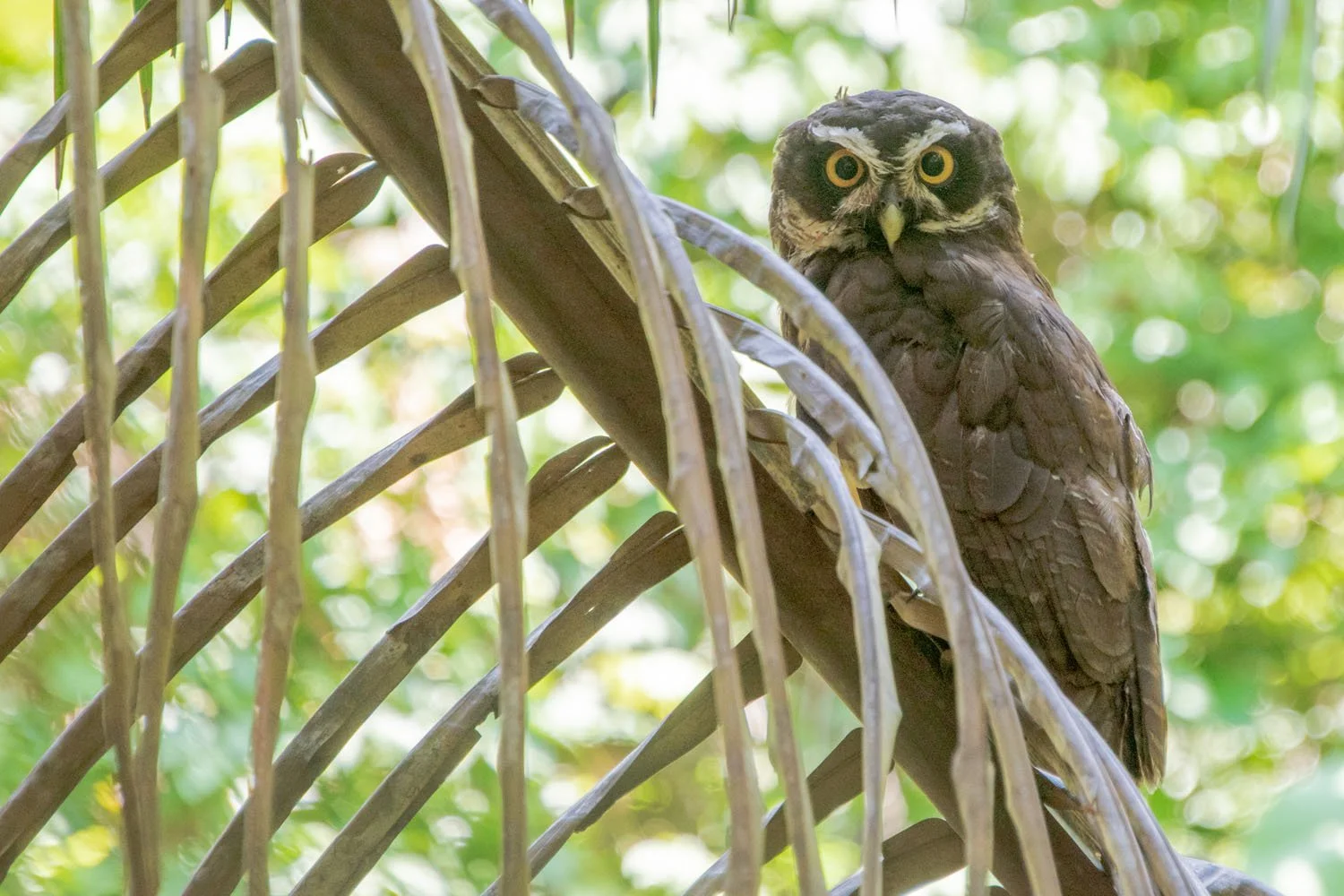 A Spectacled Owl