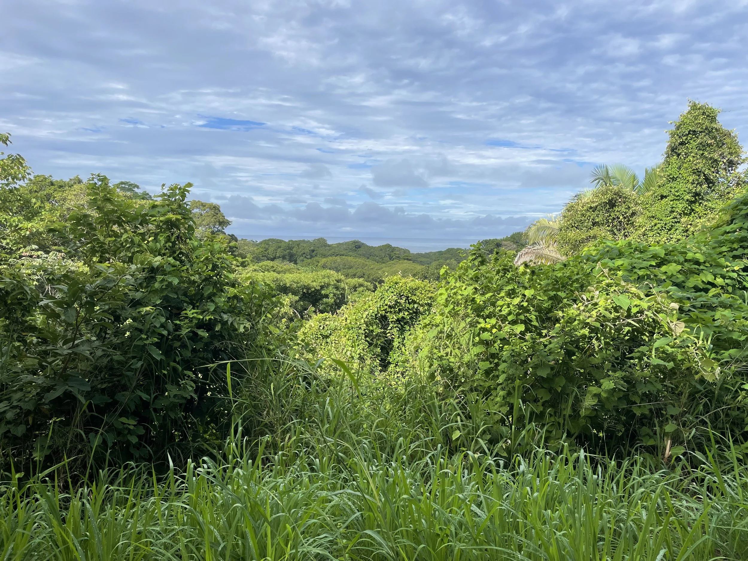 View from Sunset Ridge towards the ocean