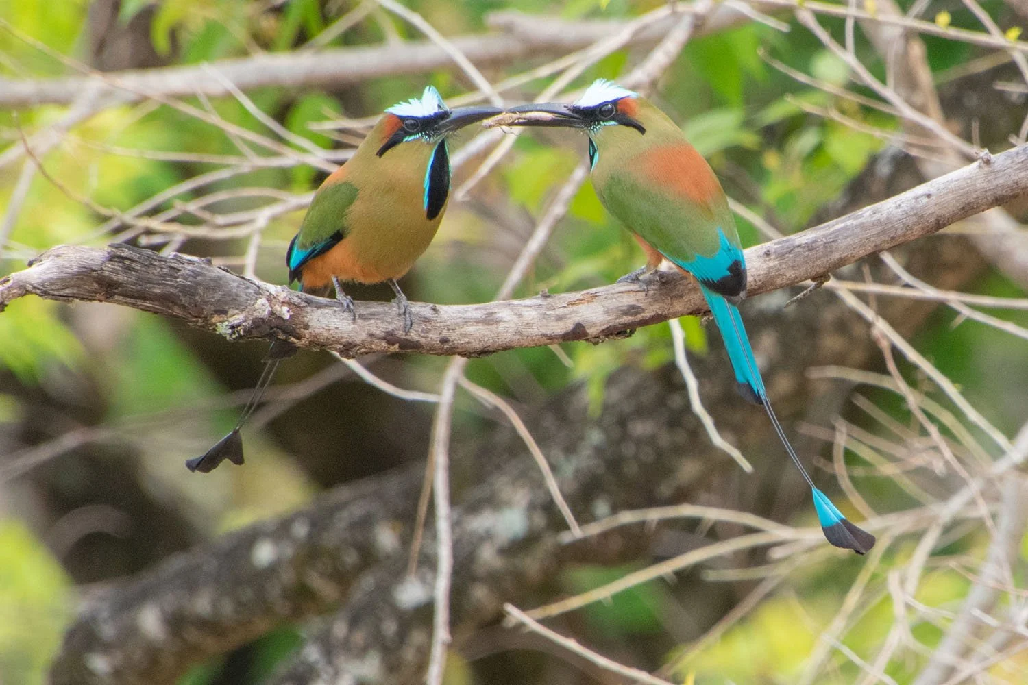 A pair of Turquoise-browed Mot-mots