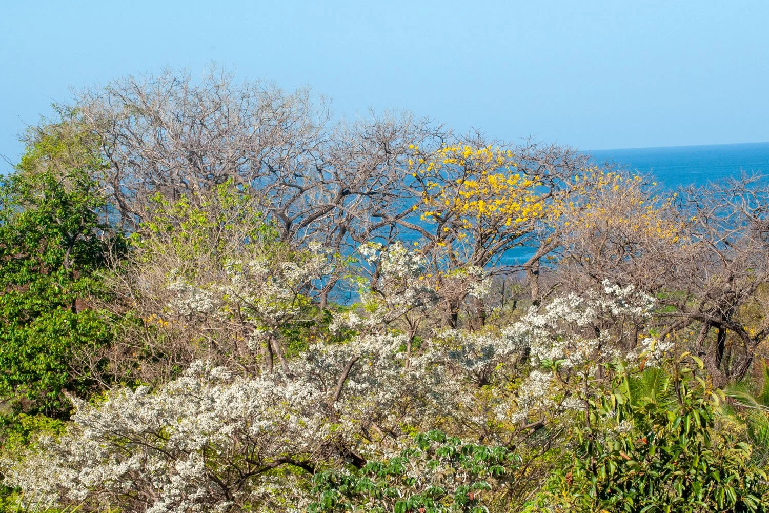 A dry season view towards the sea