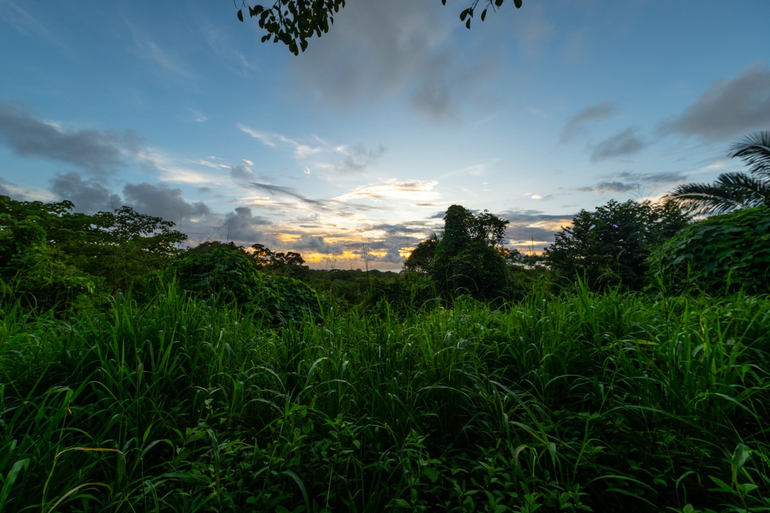 Golden hour in green season.