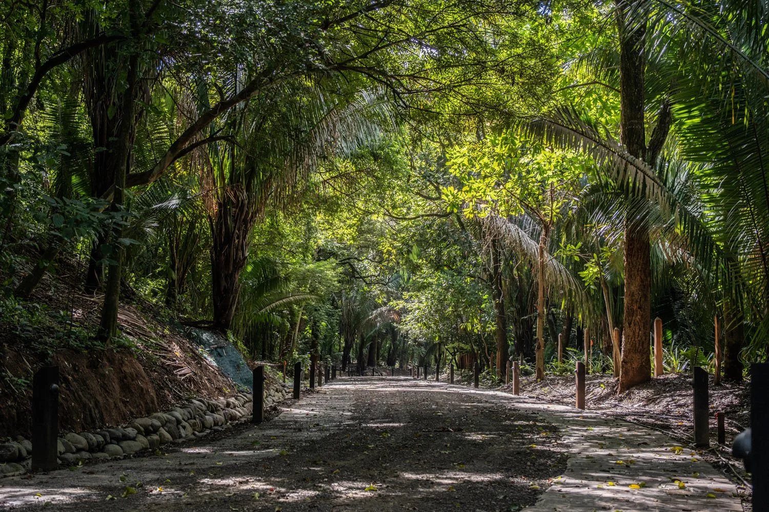 An internal road through the forest in section 1.