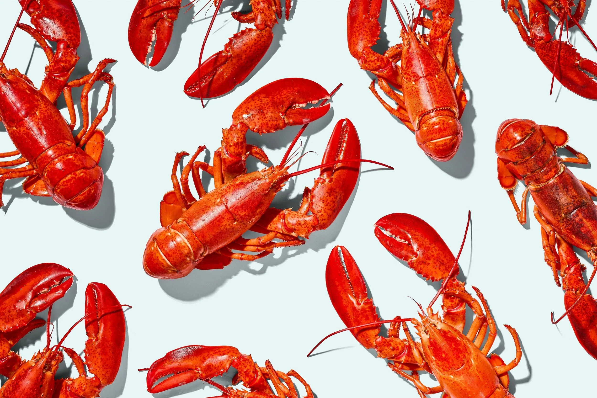 Maine Lobster