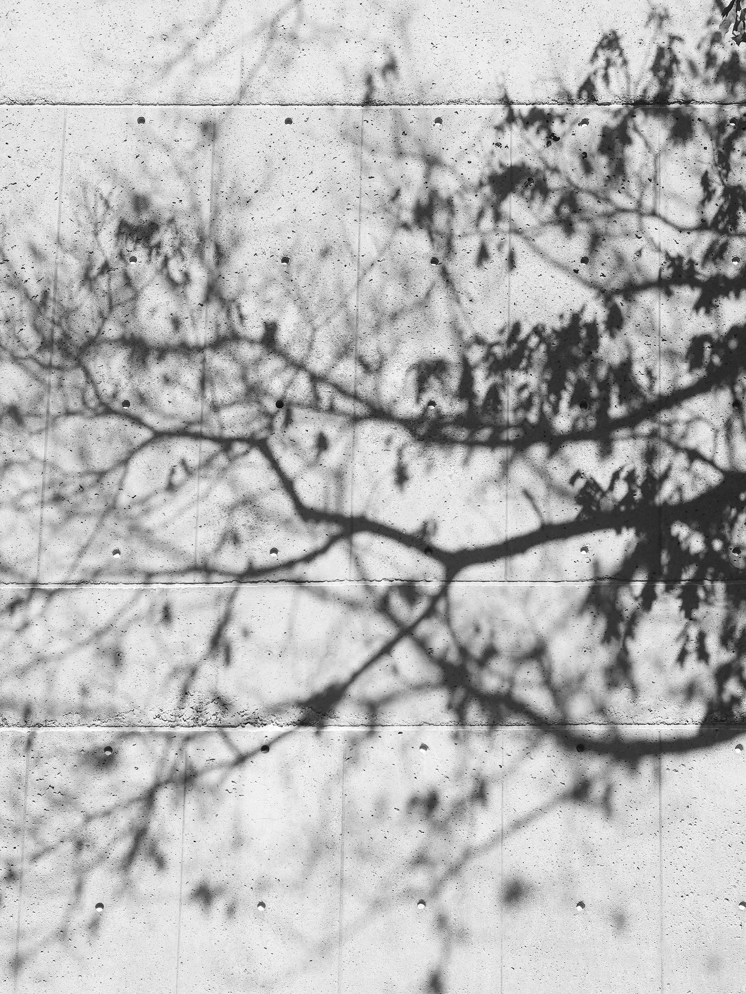 treeshadow_print.jpg