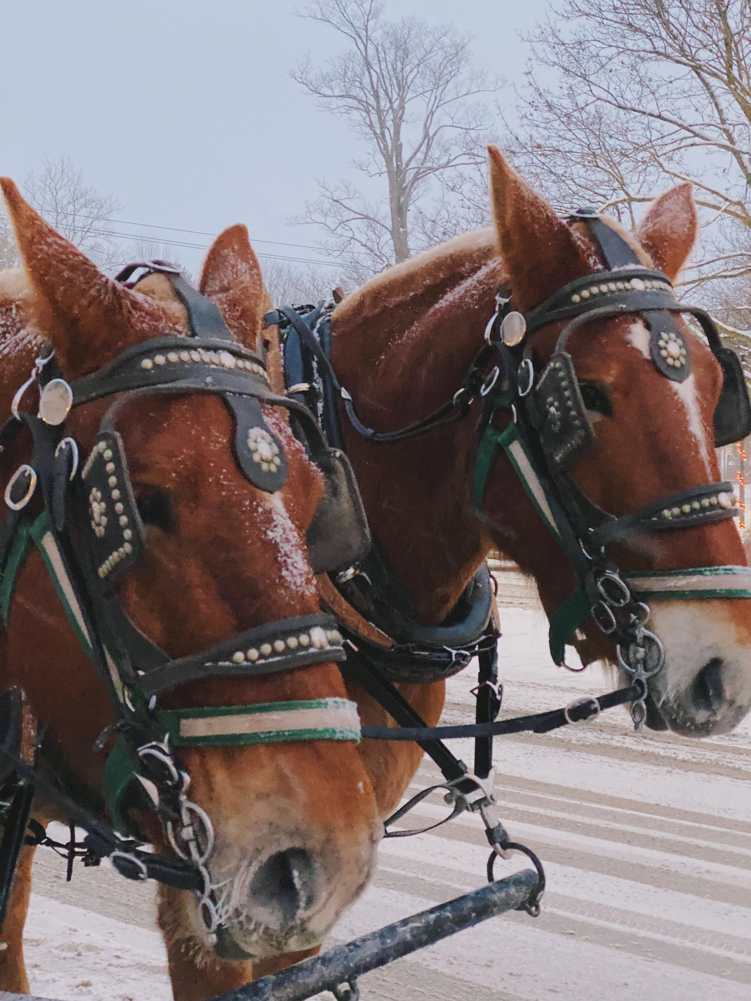 E005CBF6-1488-4F77-A1D7-63853FD7B579 2.JPG