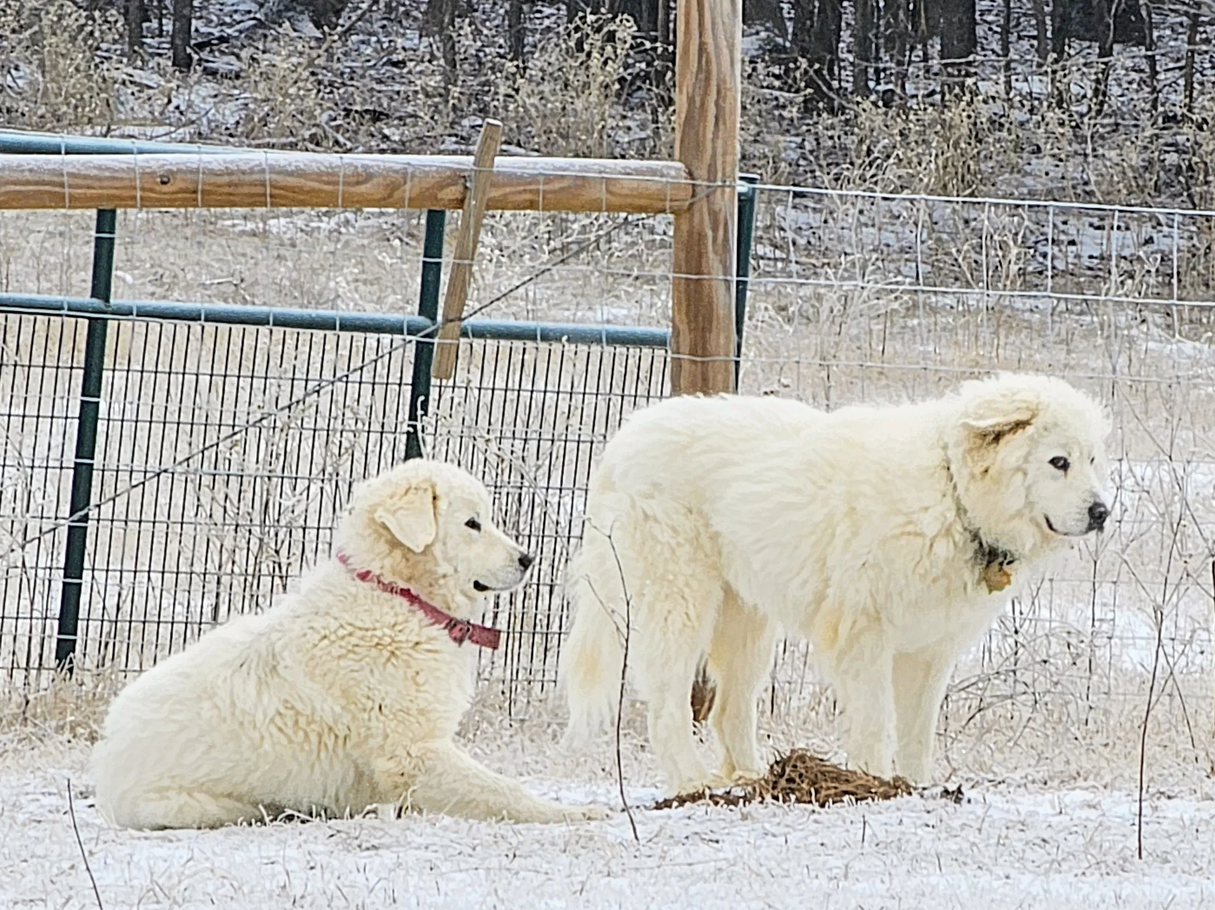 pyrs in snow.jpg