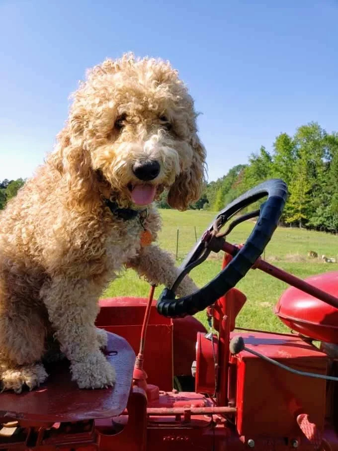 Raisin on tractor.jpg